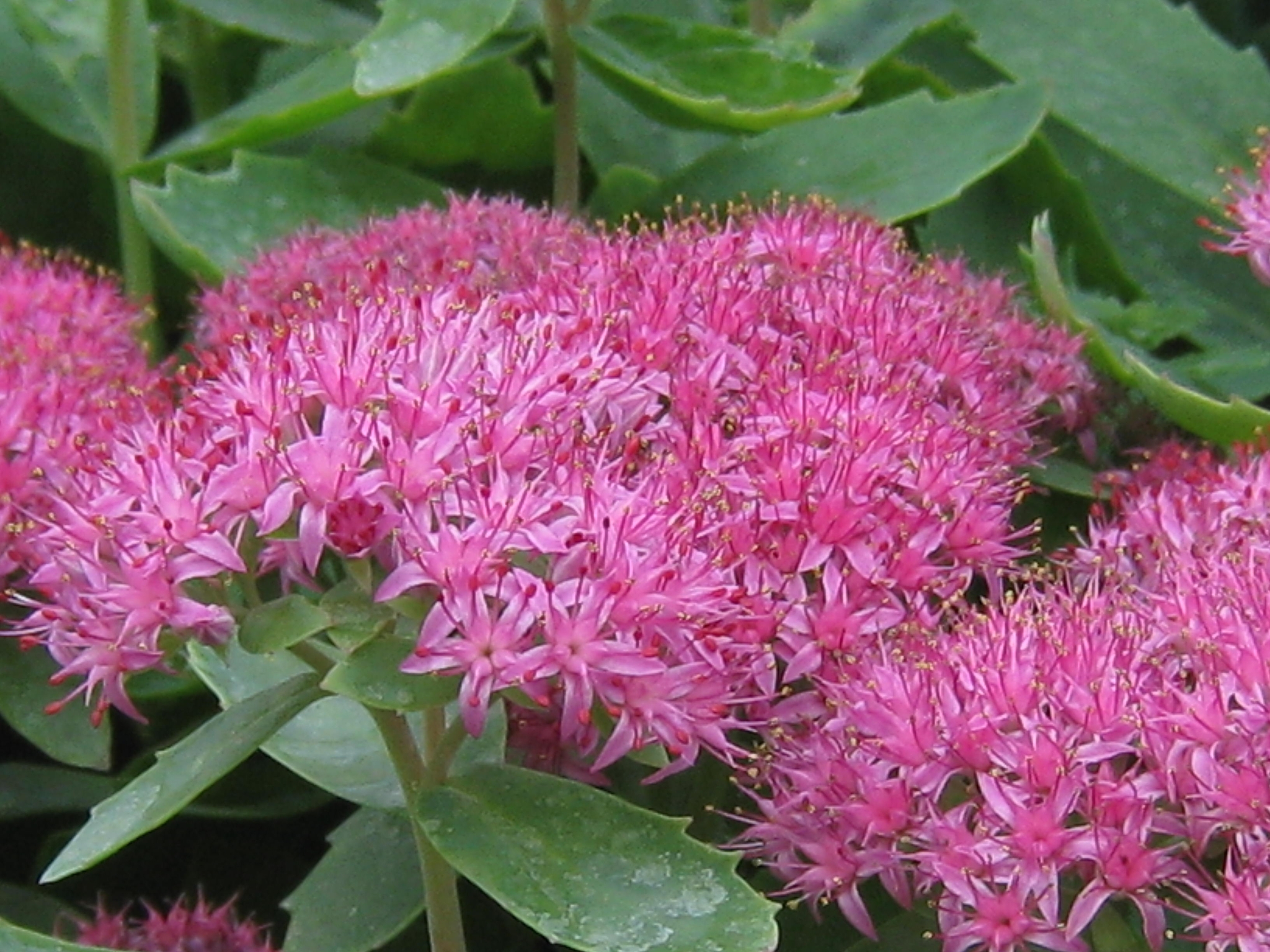 Sedum Carl 2 Litre - Stewarts Garden Centre
