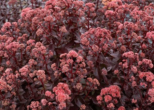 Sedum Desert Black 2 Litre