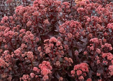 Sedum Desert Black 2 Litre