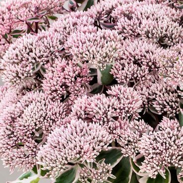 Sedum La Vie En Rose 2 Litre