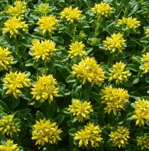 Sedum Little Miss Sunshine 2 Litre