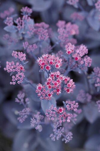 Sedum Mojave Jewels Ruby 2 Litre