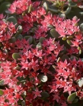 Sedum Rose Carpet Patio 7 Litre