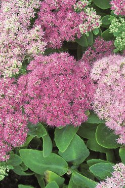 Sedum Rose Charm 10.5cm