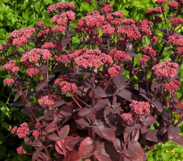 Sedum Seduction Cherry Chocolate 10.5cm
