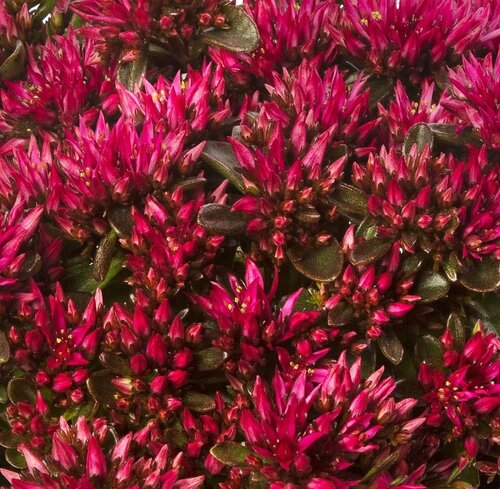 Sedum Spot On Red 2 Litre