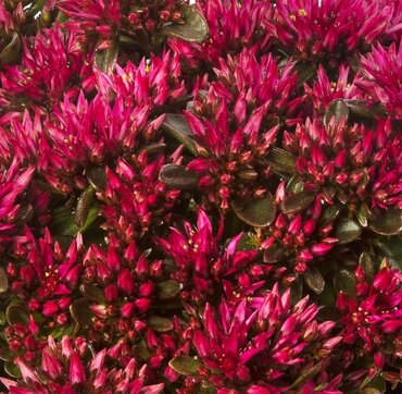 Sedum Spot On Red 2 Litre