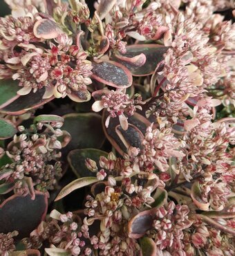 Sedum Sunsparkler Dream Dazzler 2 Litre