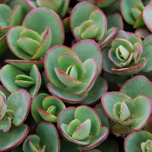 Sedum Sunsparkler Lime Zinger 2 Litre
