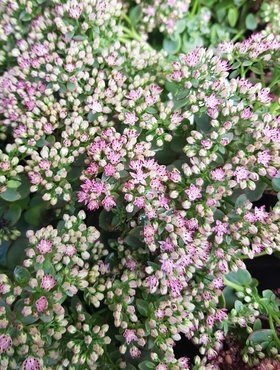 Sedum Sunsparkler Lime Zinger 3 Litre