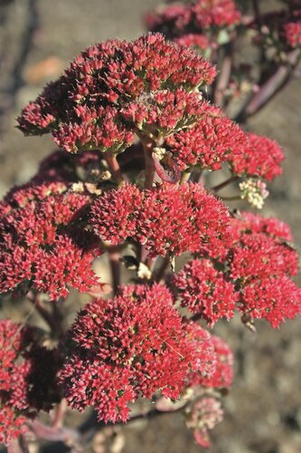 Sedum Telephium Surrender Red 9cm