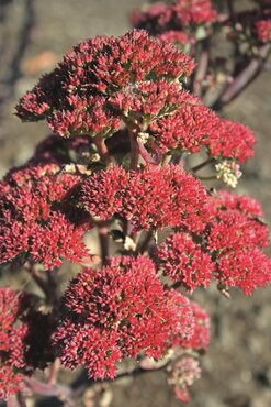 Sedum Telephium Surrender Red 9cm