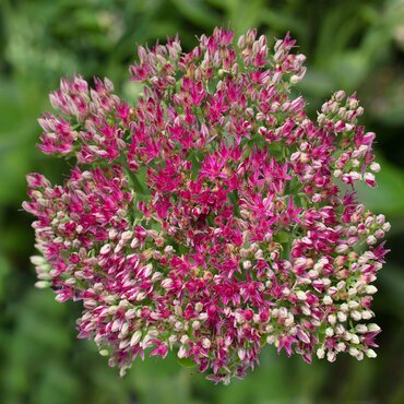 Sedum Telephium Surrender Rose 9cm