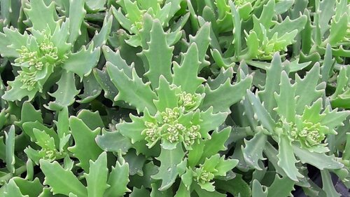 Sedum Thundercloud 2 Litre