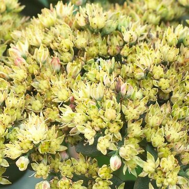 Sedum Yellow Delicate 10.5cm