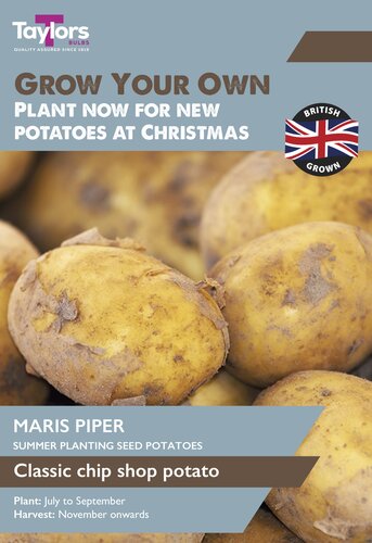 Seed Potato Maris Piper
