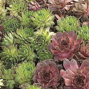 Sempervivan 6 Pack