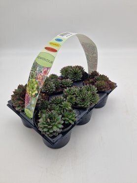 Sempervivum (Alpine) 6 Pack - image 2