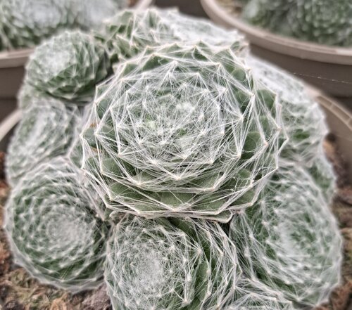 Sempervivum Arctic White 2 Litre