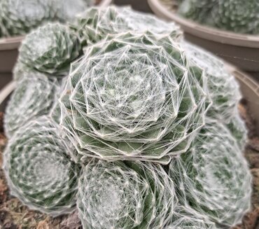 Sempervivum Arctic White 2 Litre