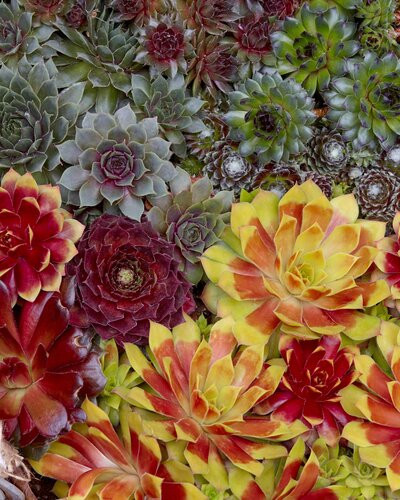 Sempervivum Chick Charms in Variety 12cm - image 1