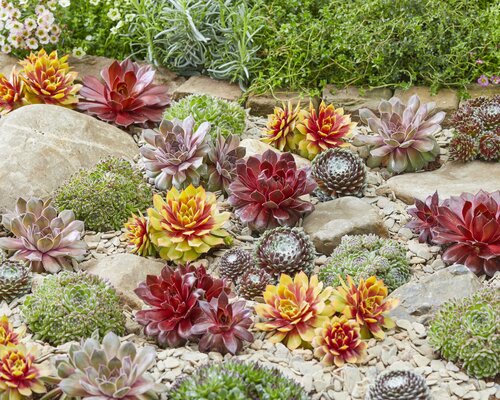 Sempervivum Chick Charms in Variety 12cm - image 2
