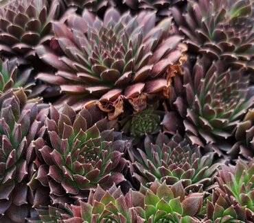 Sempervivum Coral Red 2 Litre