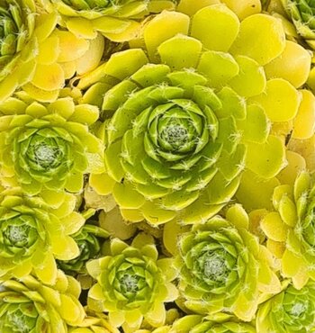 Sempervivum Lemon Flare 2 Litre