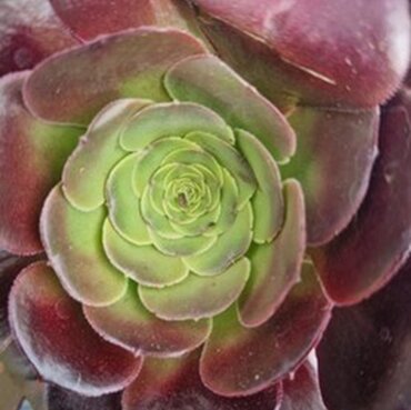 Semponium 5 Litre