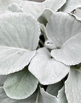 Senecio Angel Wings 3 Litre