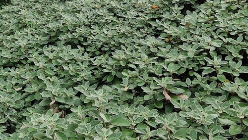 Senecio Drysdale 3 Litre - image 1