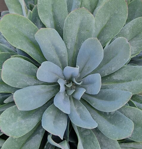 Senecio Orange Flame 3 Litre - image 2