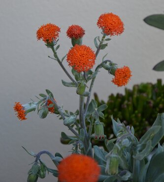 Senecio Orange Flame 3 Litre - image 1