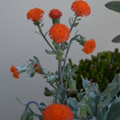 Senecio Orange Flame 3 Litre - image 1