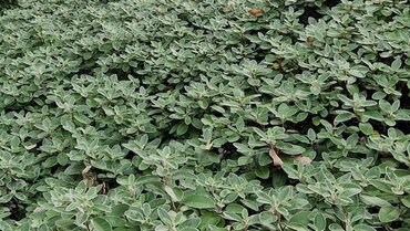 Senecio Sunshine 3 Litre - image 1