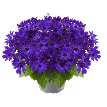 Senetti Kobalt Blue 2.5 Litre