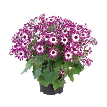 Senetti Magenta Bicolour 2.5 Litre