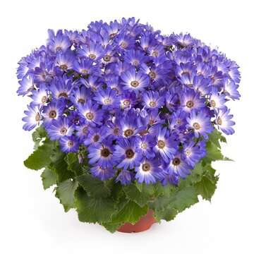 Senetti Magic Blue 2.5 Litre