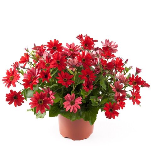 Senetti Red Orange 2.5 Litre