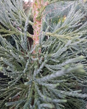 Sequoiadendron giganteum Glaucum 10 litre