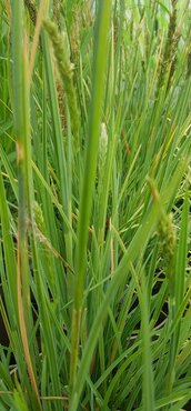 Sesleria Summer Skies 3 litre