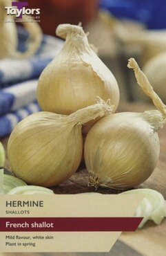 Shallot French Hermine