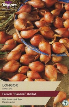 Shallot French Longor