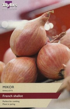 Shallot French Mikor