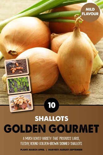 Shallot (Golden Gourmet)