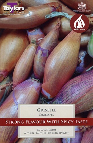 Shallot Grielle