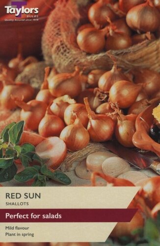 Shallot Red Sun