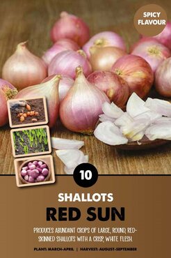 Shallot (Red Sun)