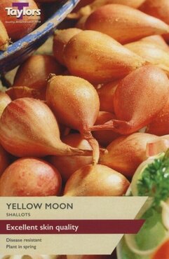 Shallot Yellow Moon