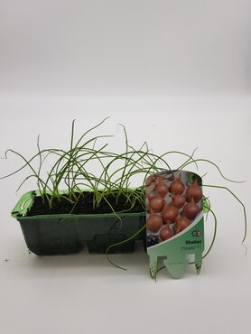 Shallots Matador F1 Pack